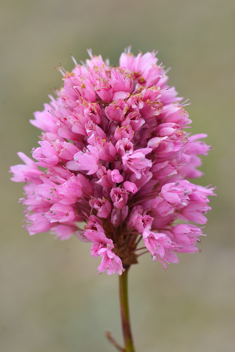 Изображение особи Bistorta carnea.