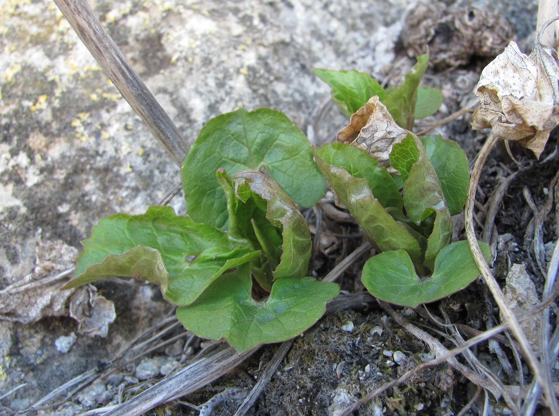 Image of Valeriana tiliifolia specimen.