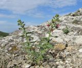 Scrophularia rupestris. Цветущее растение. ЮВ Крым, горный массив Эчки-Даг, гора Делямет-Кая, каменистая вершина. 13 мая 2019 г.