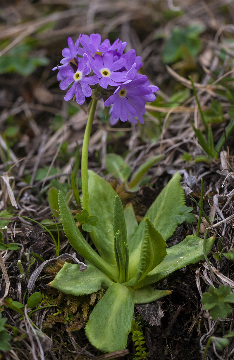 Image of Primula algida specimen.