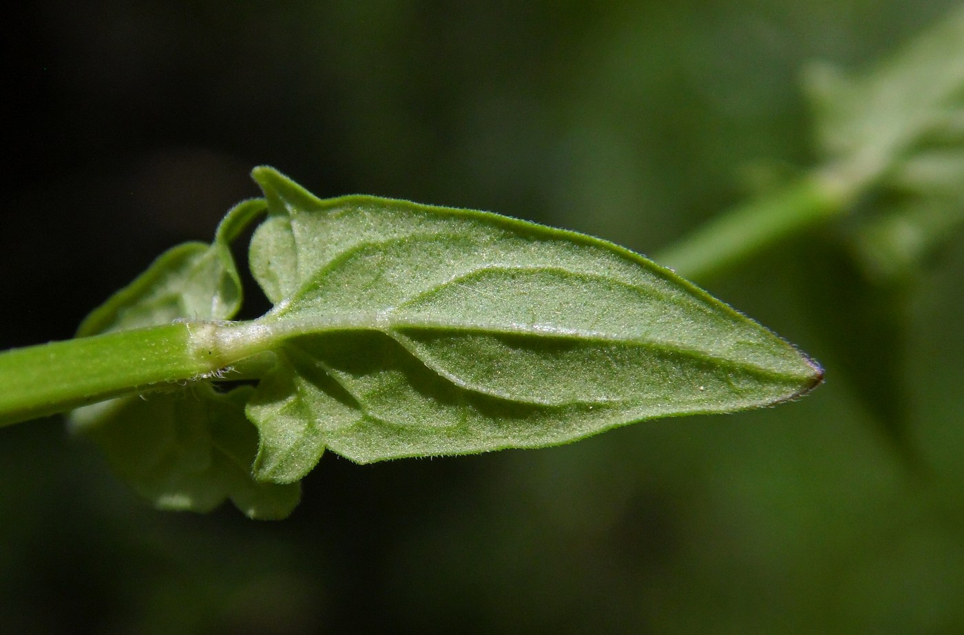 Image of Scutellaria hastifolia specimen.