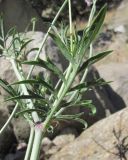 genus Scabiosa