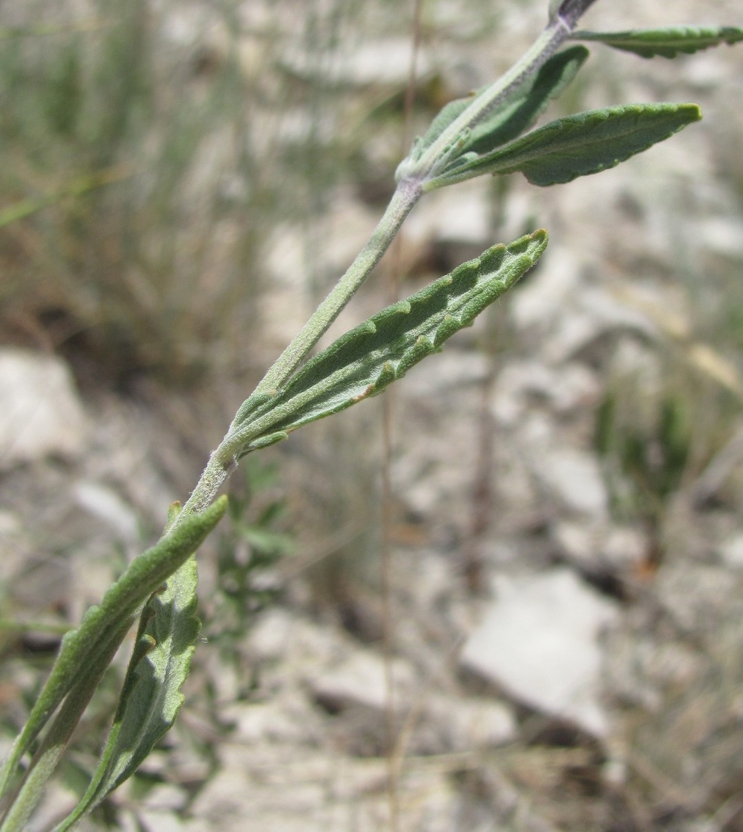 Изображение особи Teucrium canum.