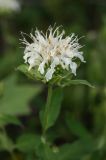 Monarda × hybrida