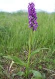 Dactylorhiza salina
