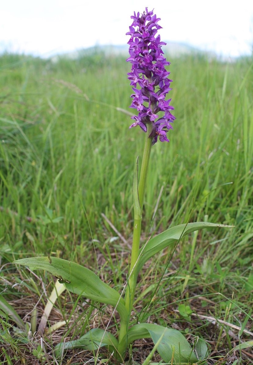 Изображение особи Dactylorhiza salina.