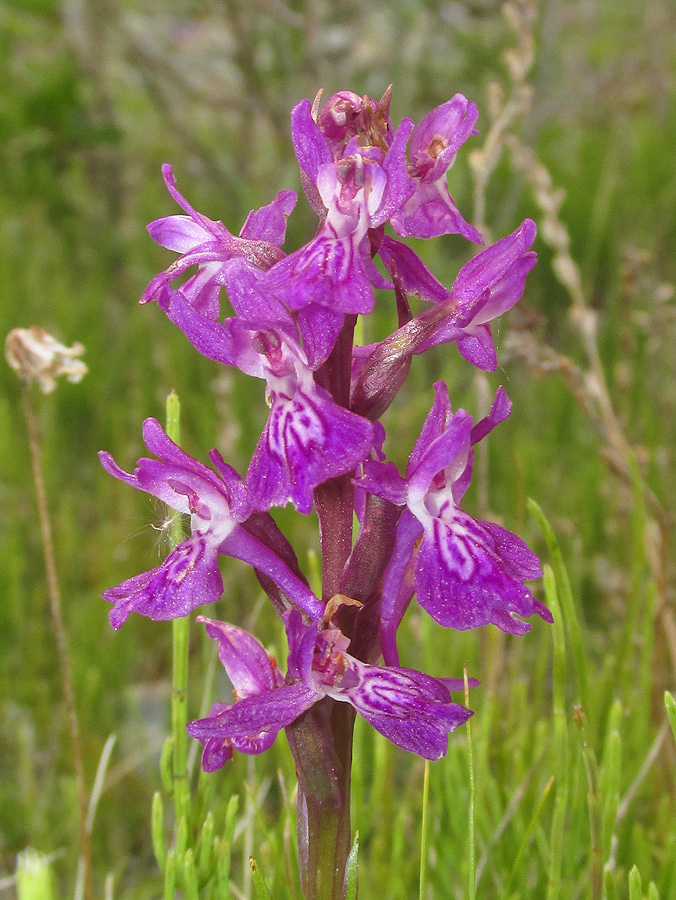 Изображение особи Dactylorhiza salina.