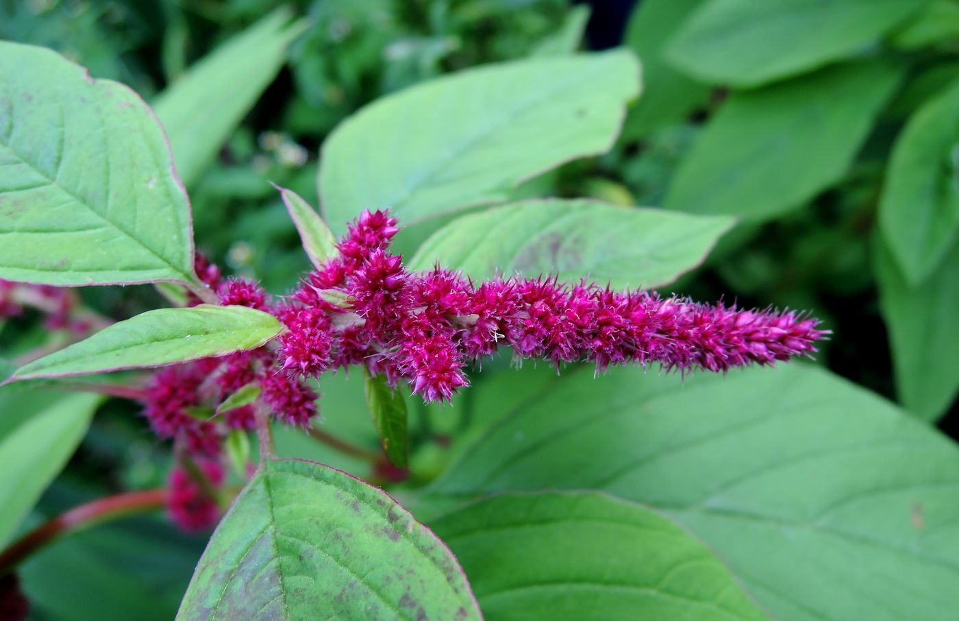 Image of Amaranthus caudatus specimen.