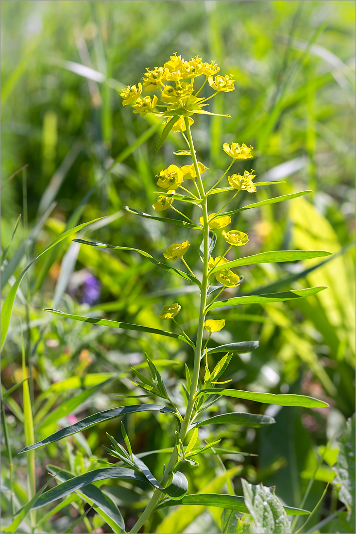 Изображение особи Euphorbia virgata.