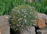 Dianthus ramosissimus