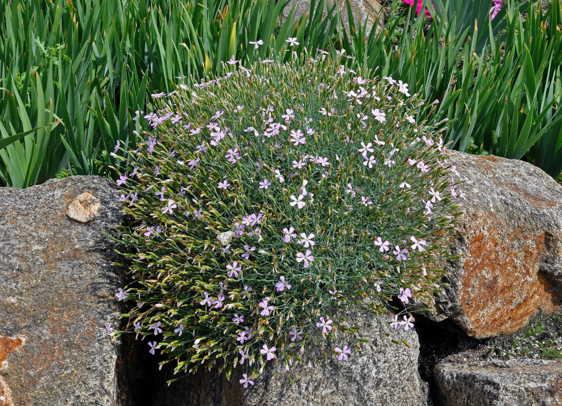 Изображение особи Dianthus ramosissimus.