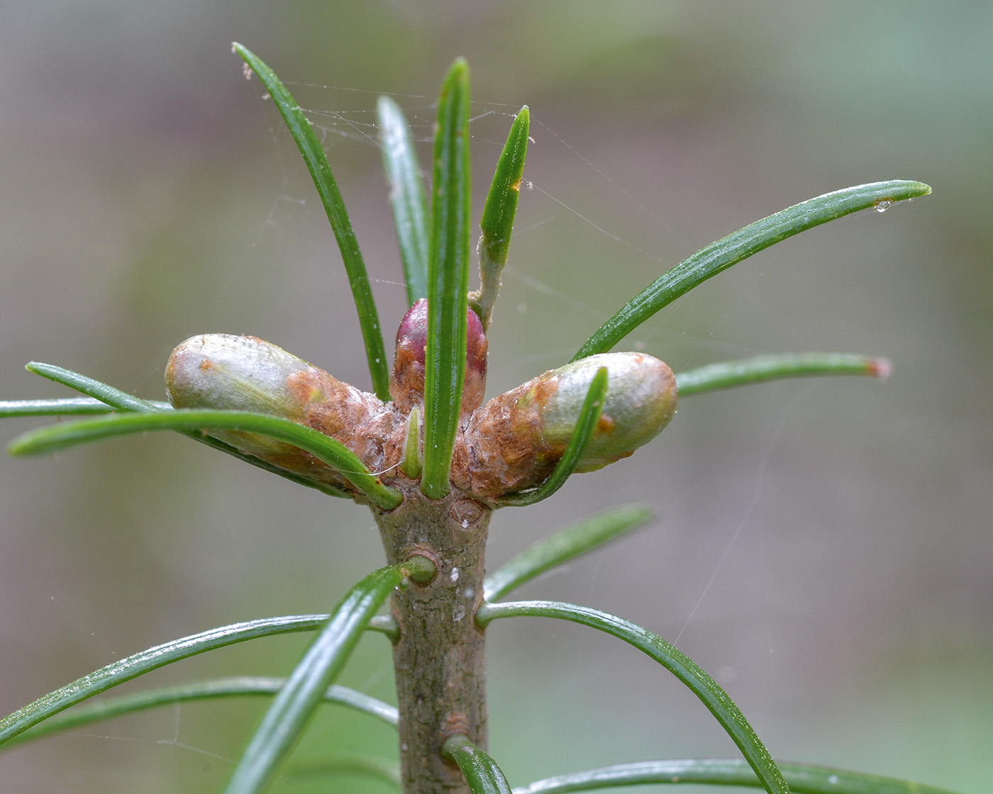 Image of Abies sibirica specimen.