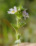 Euphrasia fennica. Верхушка цветущего растения. Ярославская обл., Пошехонский р-н, окр. дер. Кривое, луг на старой залежи на супеси. 28.08.2019.