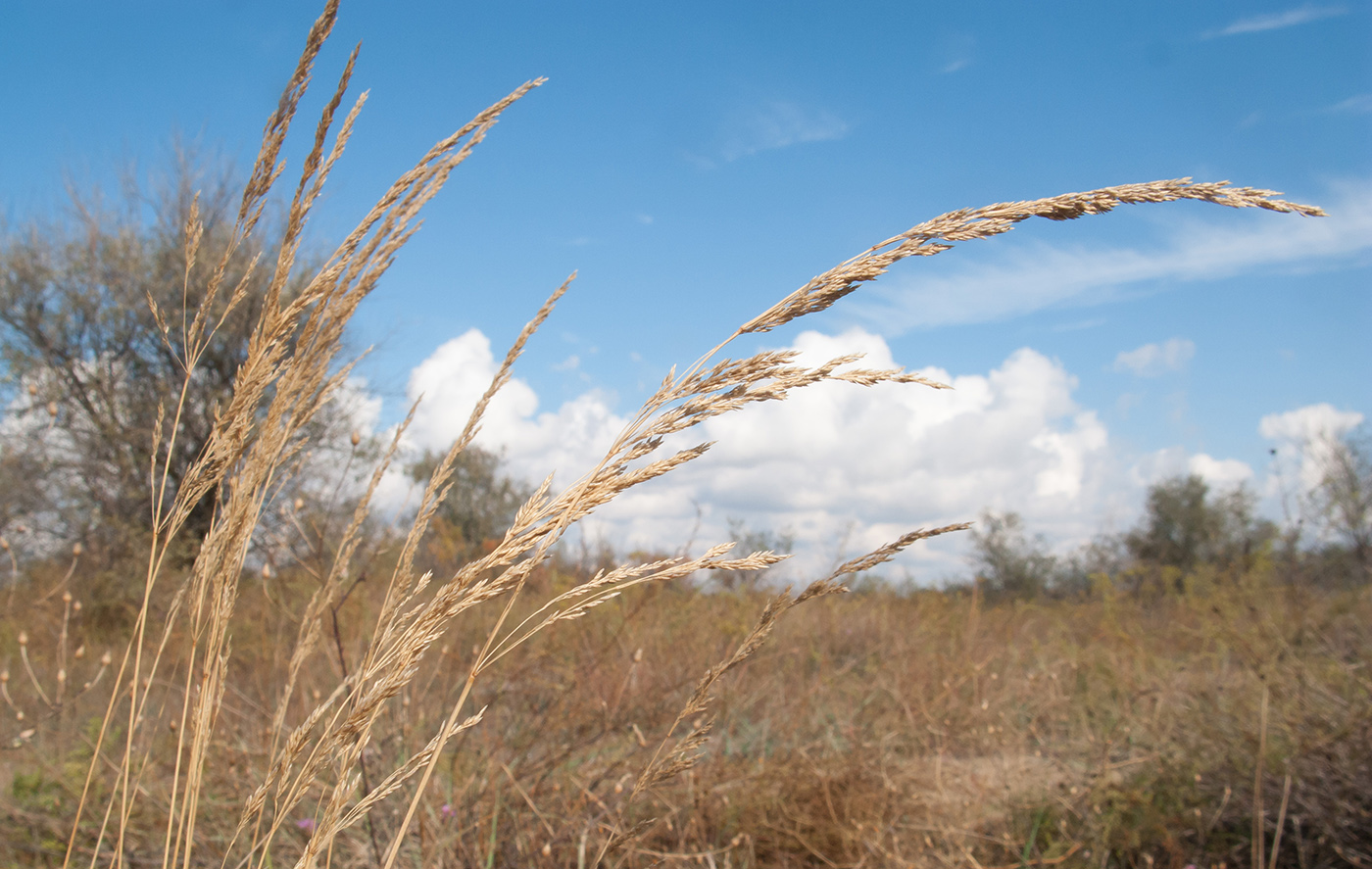 Изображение особи род Agrostis.