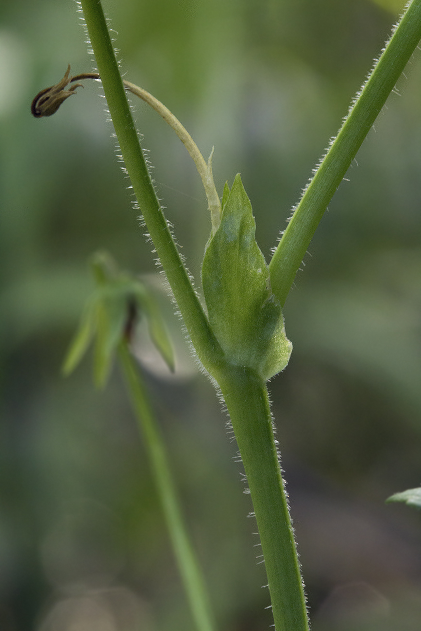 Image of Viola langsdorfii specimen.