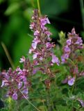 Teucrium chamaedrys