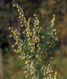 Artemisia absinthium