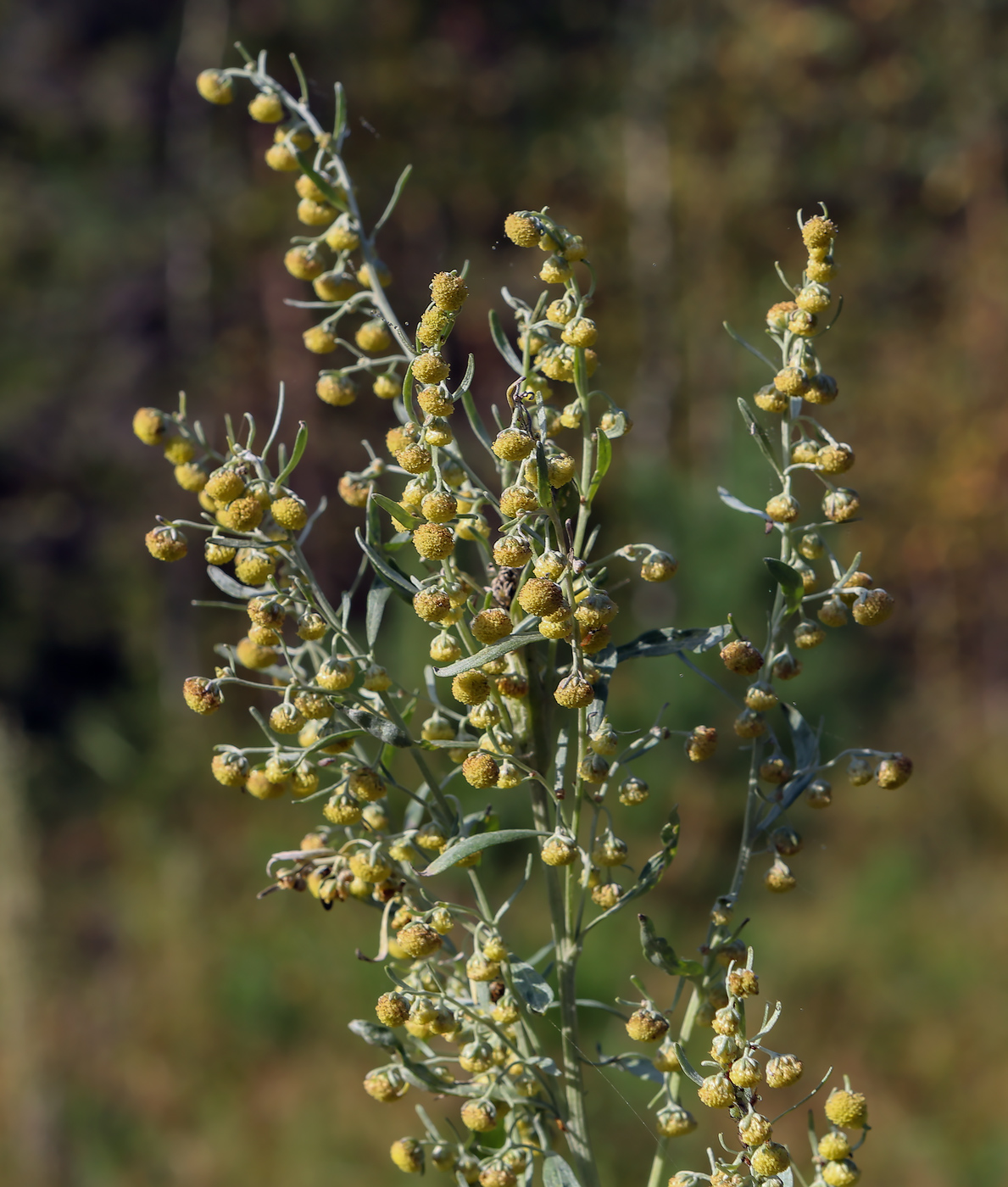 Image of Artemisia absinthium specimen.