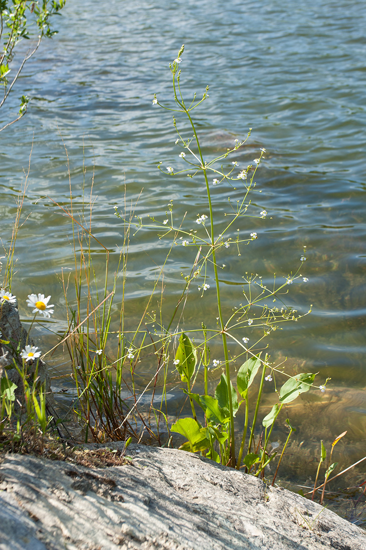 Image of Alisma plantago-aquatica specimen.