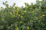 Dendromecon harfordii
