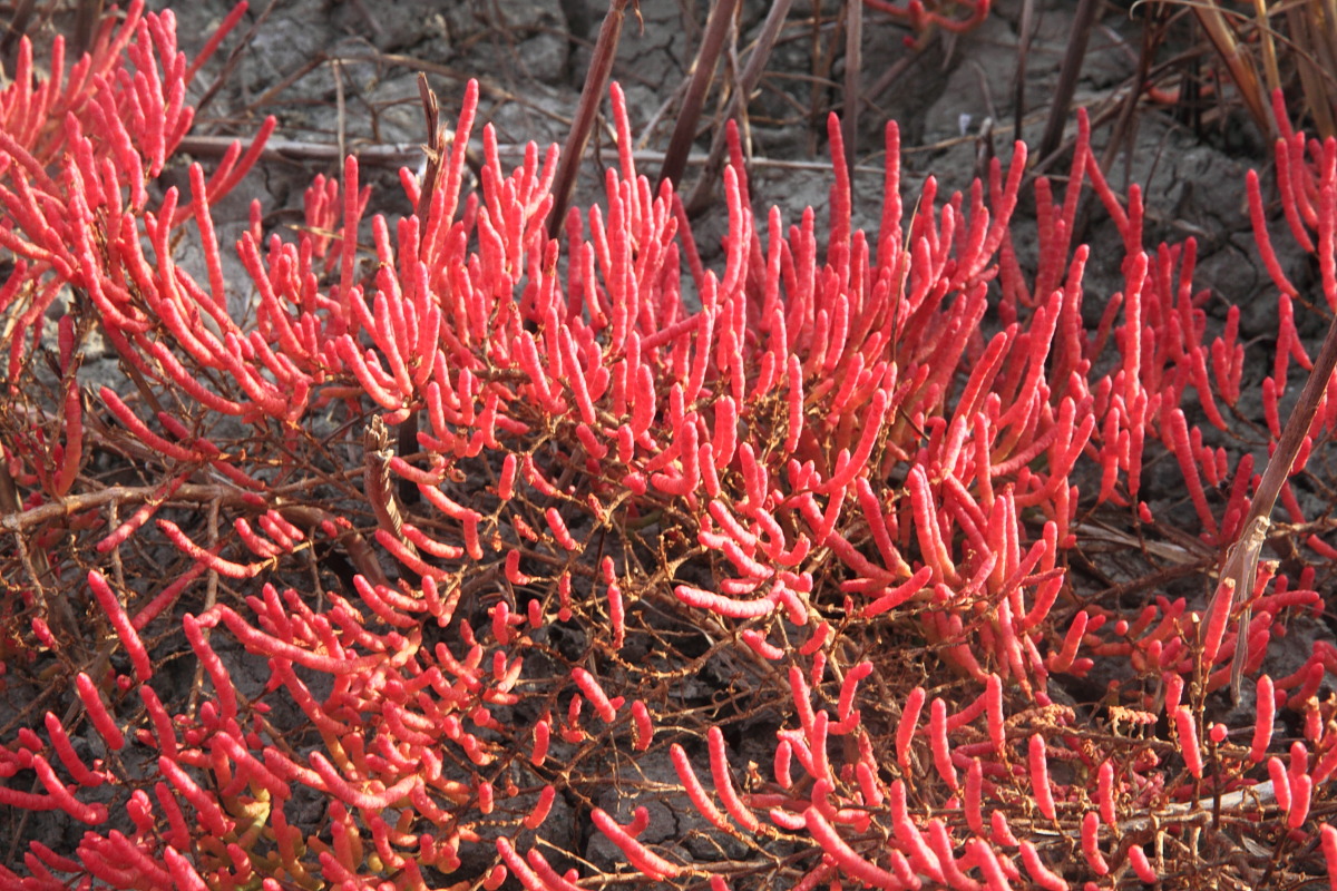 Изображение особи Salicornia perennans.