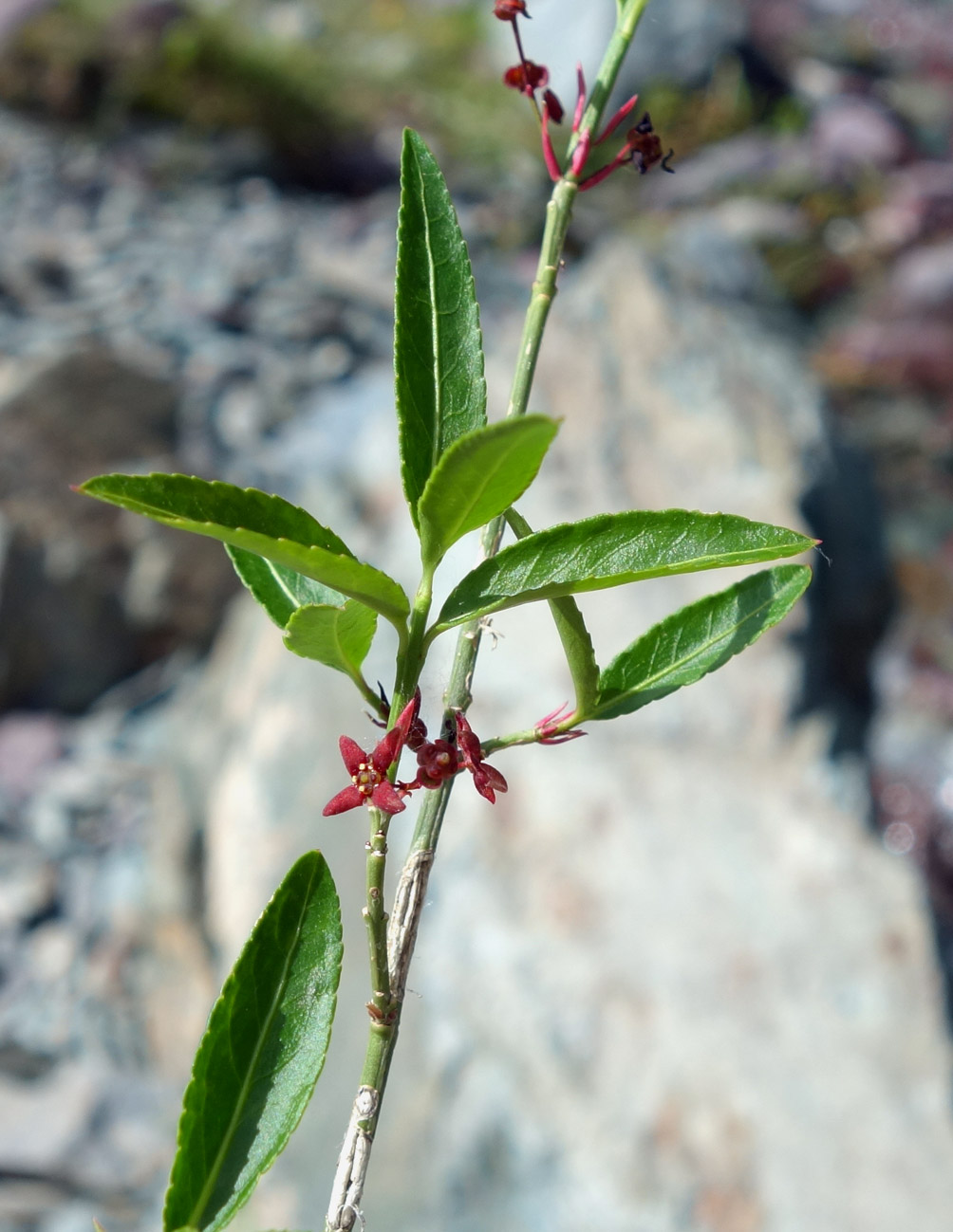 Изображение особи Euonymus semenovii.