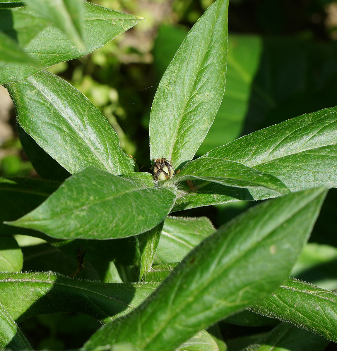 Image of Centaurea montana specimen.