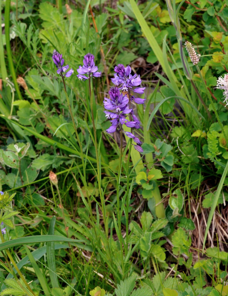 Изображение особи Polygala hybrida.