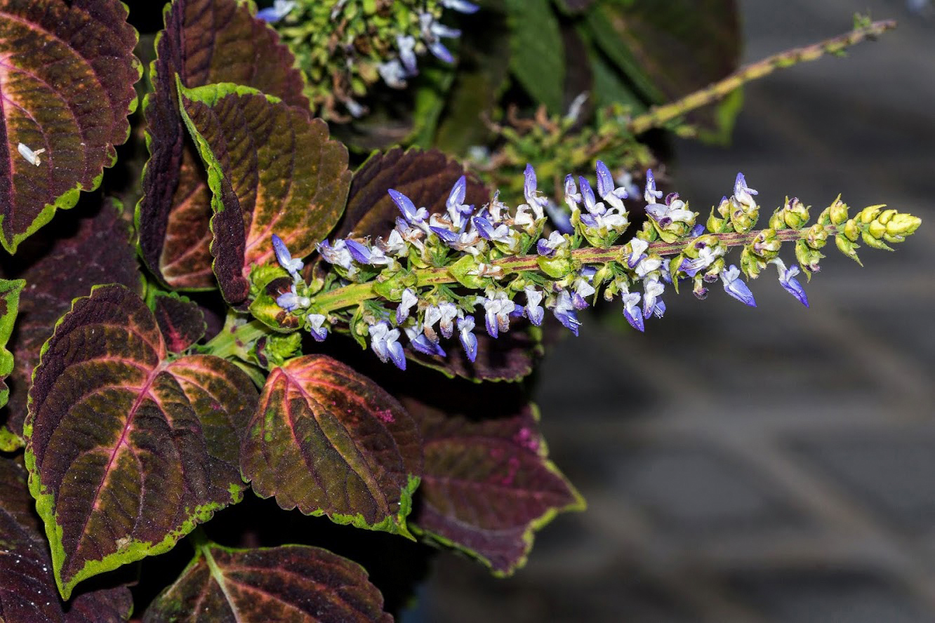 Image of Coleus scutellarioides specimen.