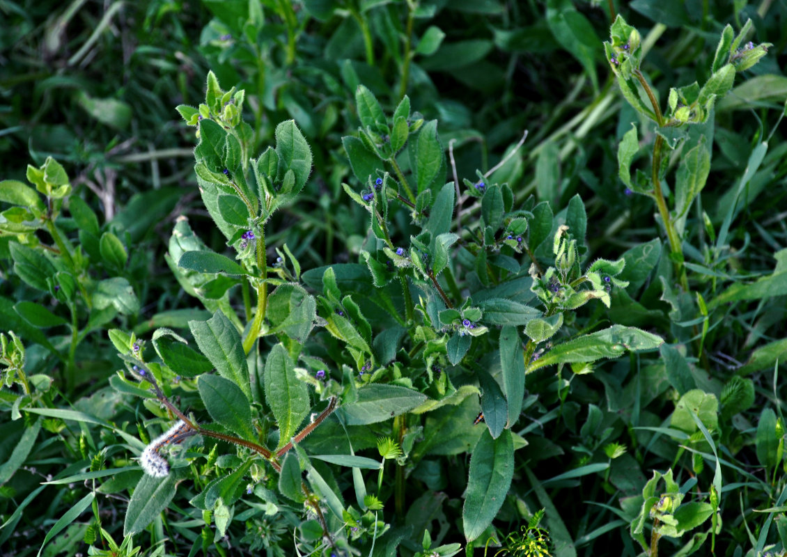 Image of Asperugo procumbens specimen.