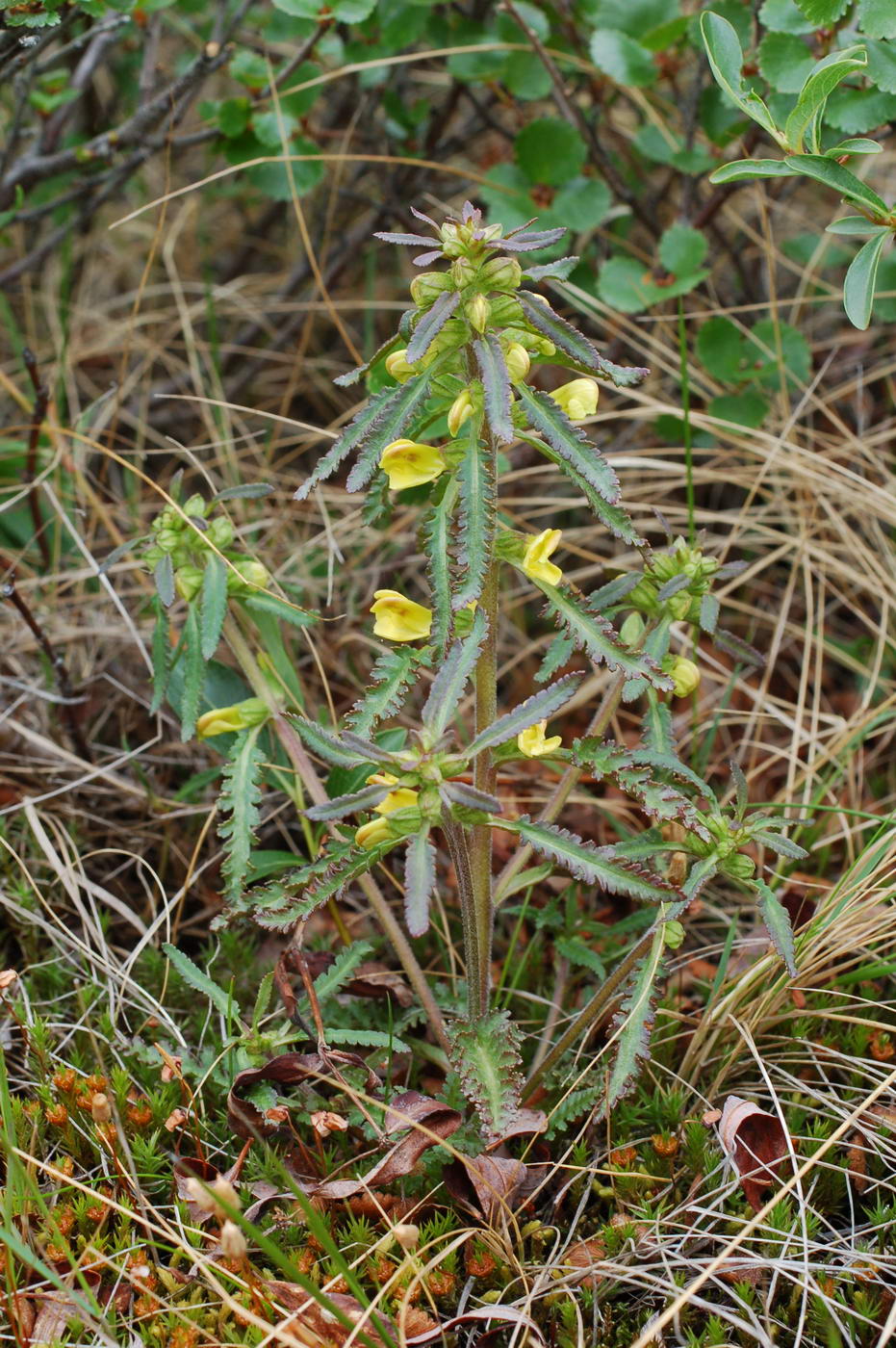 Изображение особи Pedicularis labradorica.