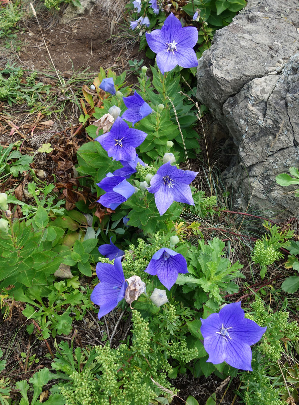 Изображение особи Platycodon grandiflorus.