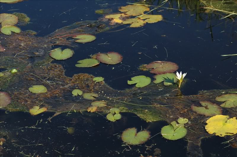 Image of Nymphaea mexicana specimen.