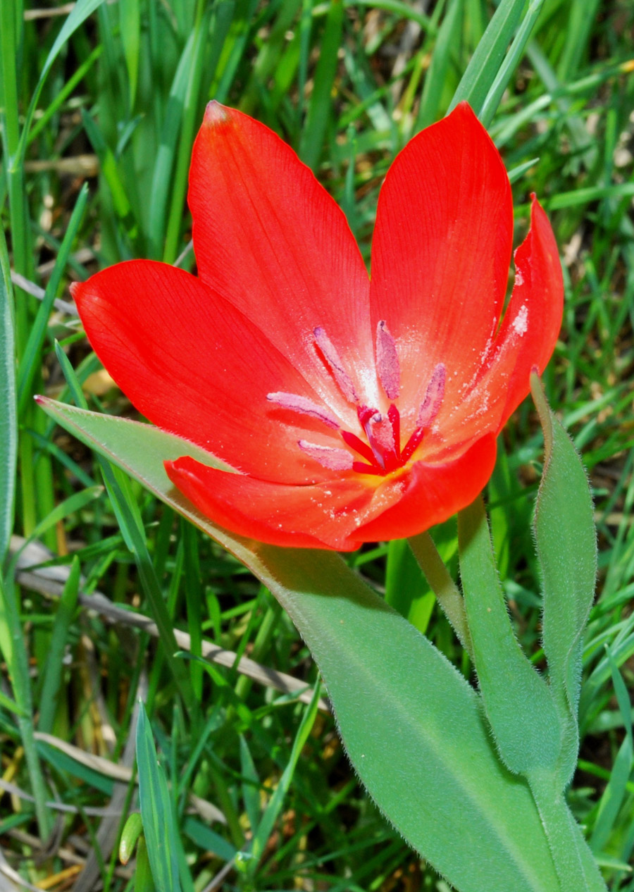 Image of Tulipa praestans specimen.