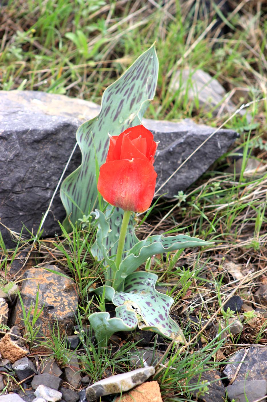 Image of Tulipa greigii specimen.