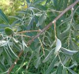 Elaeagnus angustifolia. Часть ветви. Тверская обл., г. Тверь, пос. Киселёво, ул. Сержанта Елизарова, в культуре у частного дома. 31 августа 2019 г.