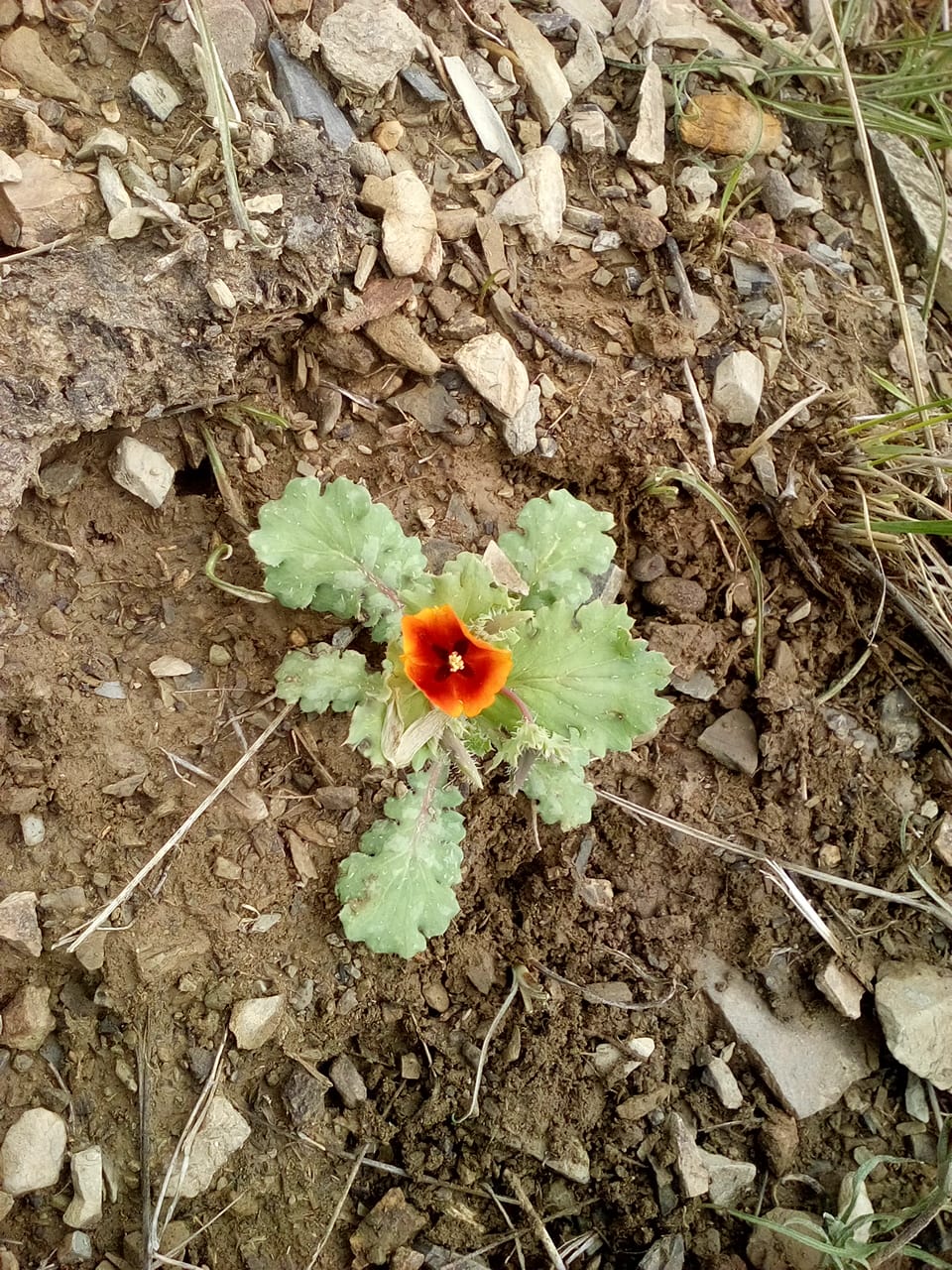 Изображение особи Glaucium corniculatum.