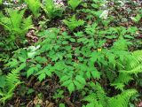 Actaea asiatica