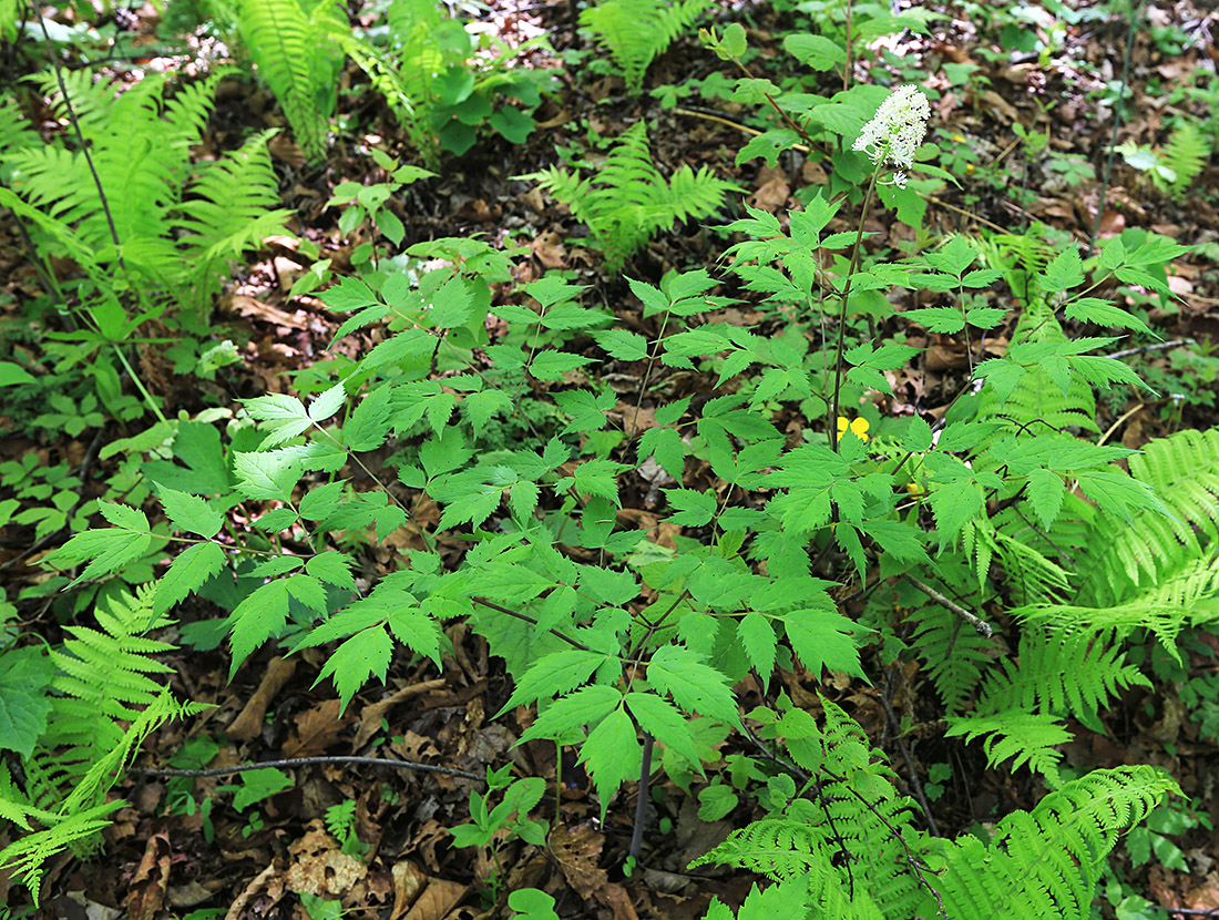 Изображение особи Actaea asiatica.