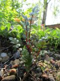 Sorbus reducta