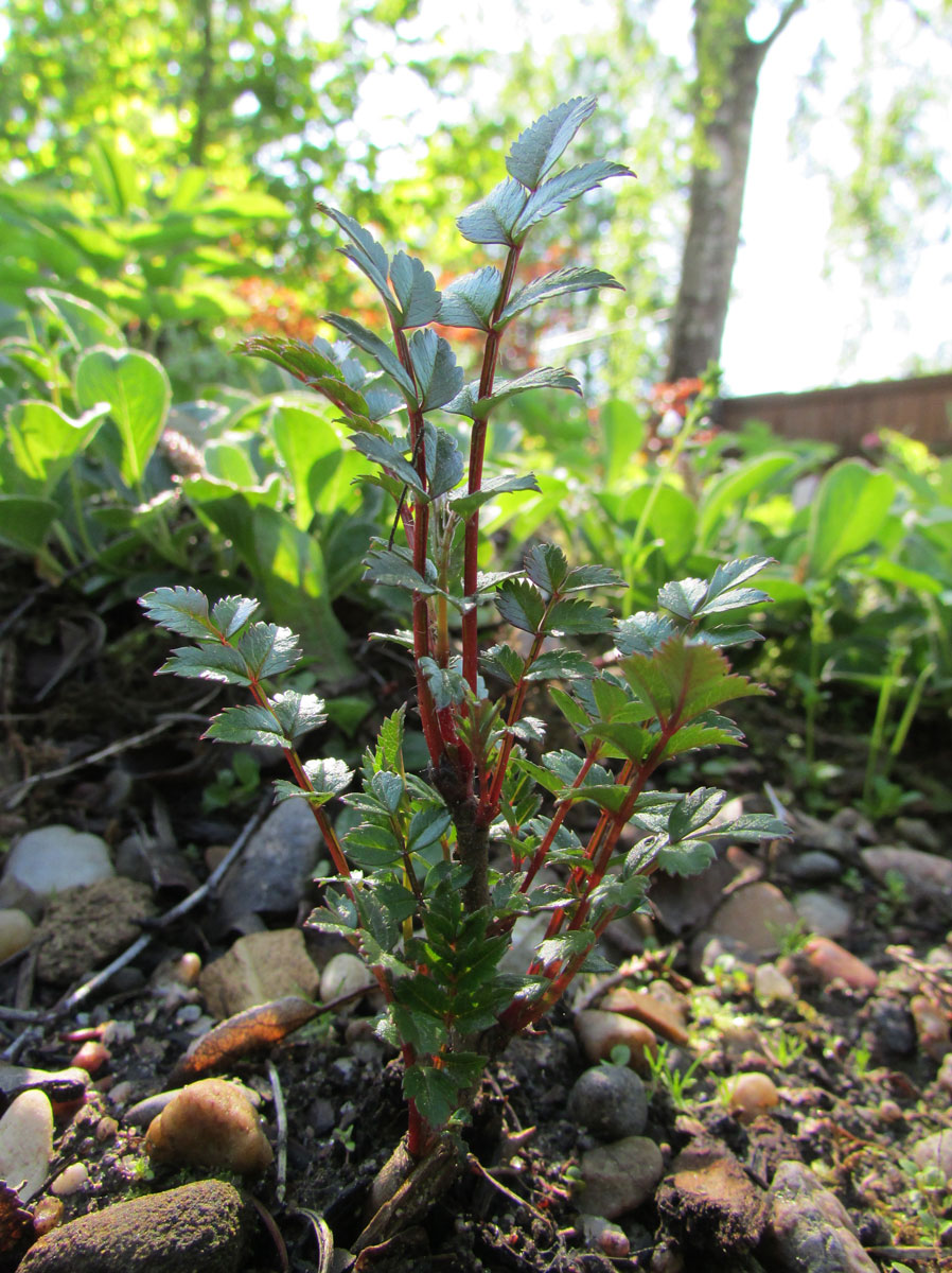 Image of Sorbus reducta specimen.