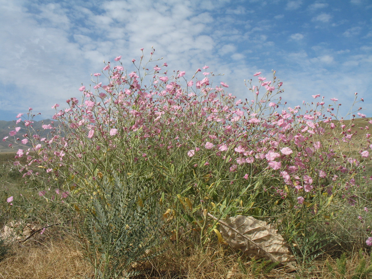 Image of Convolvulus subhirsutus specimen.