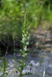 Pedicularis dolichorrhiza