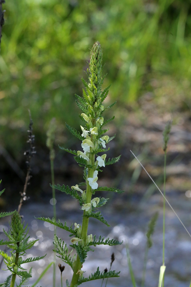 Изображение особи Pedicularis dolichorrhiza.