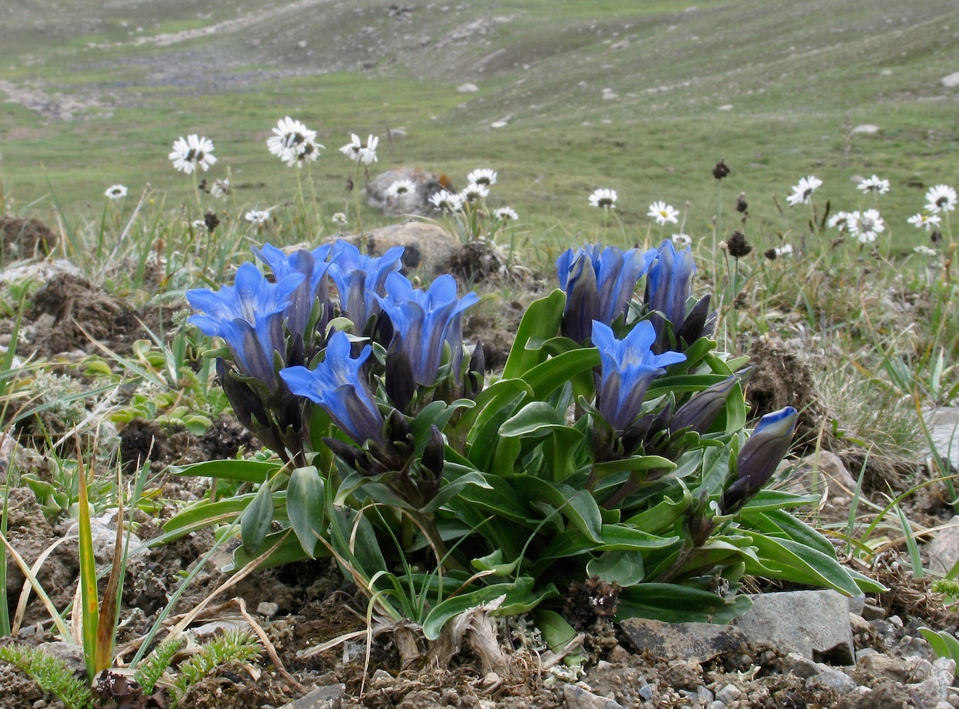 Image of Gentiana kaufmanniana specimen.