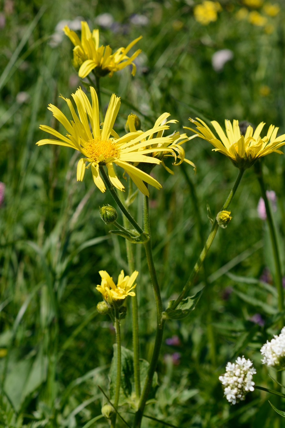 Изображение особи Doronicum macrophyllum.