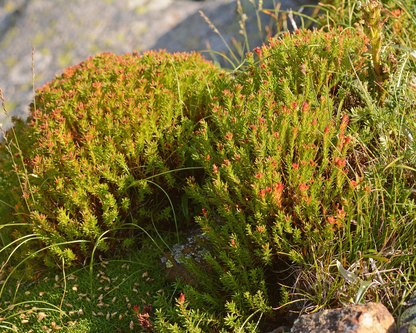 Image of Rhodiola quadrifida specimen.