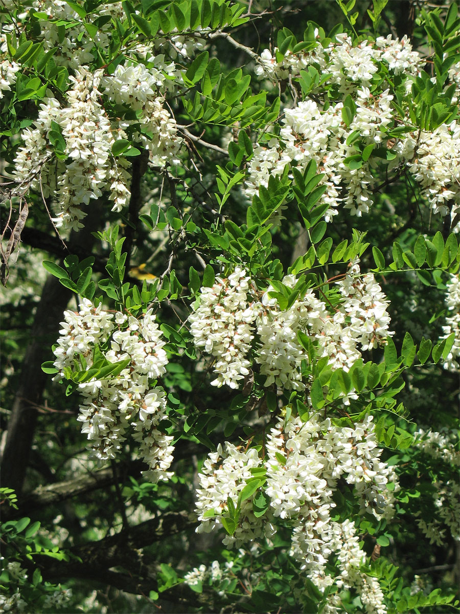 Изображение особи Robinia pseudoacacia.