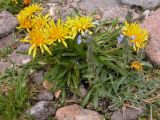 Taraxacum stevenii