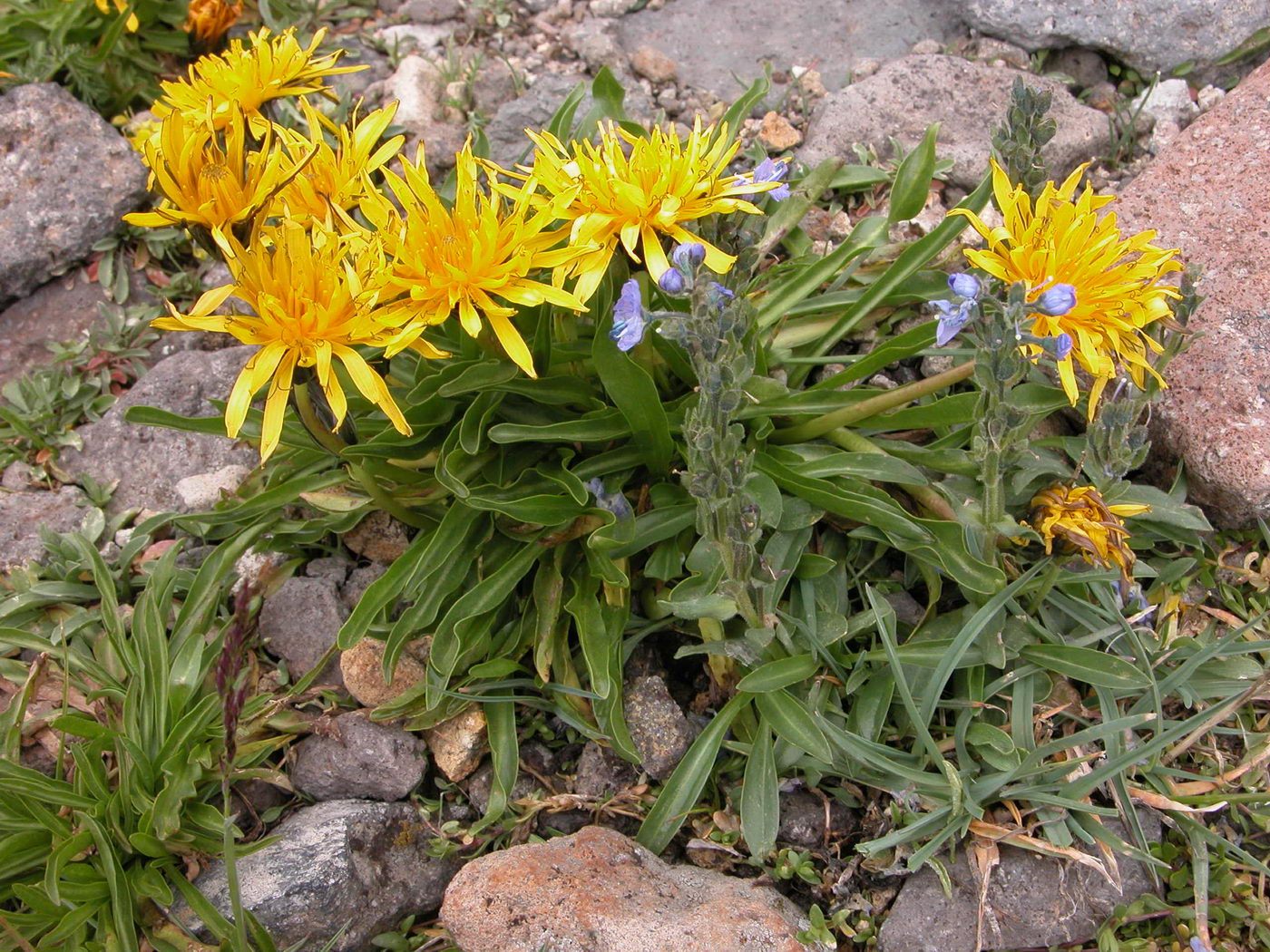 Image of Taraxacum stevenii specimen.